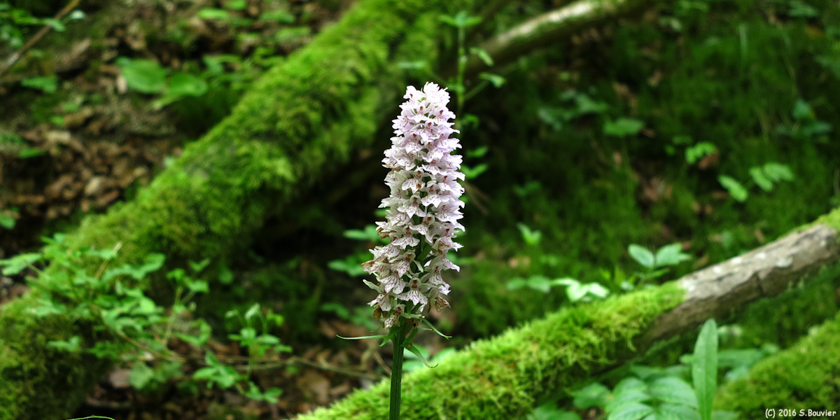 Auneuil (Orchidée)