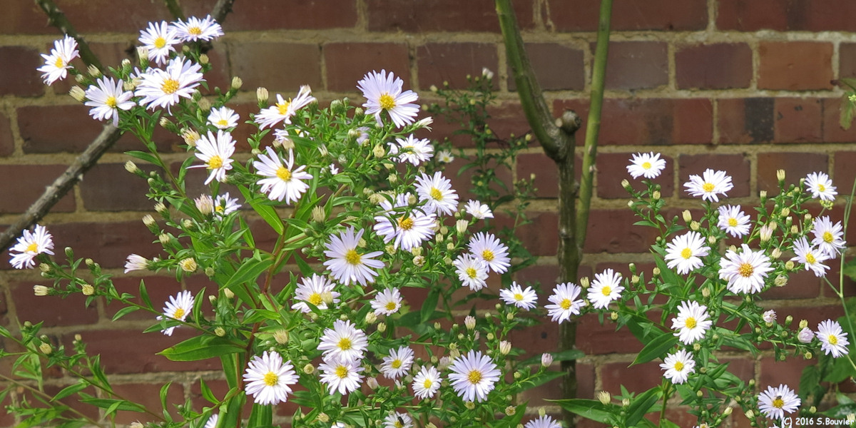 Rainvillers (Asters)