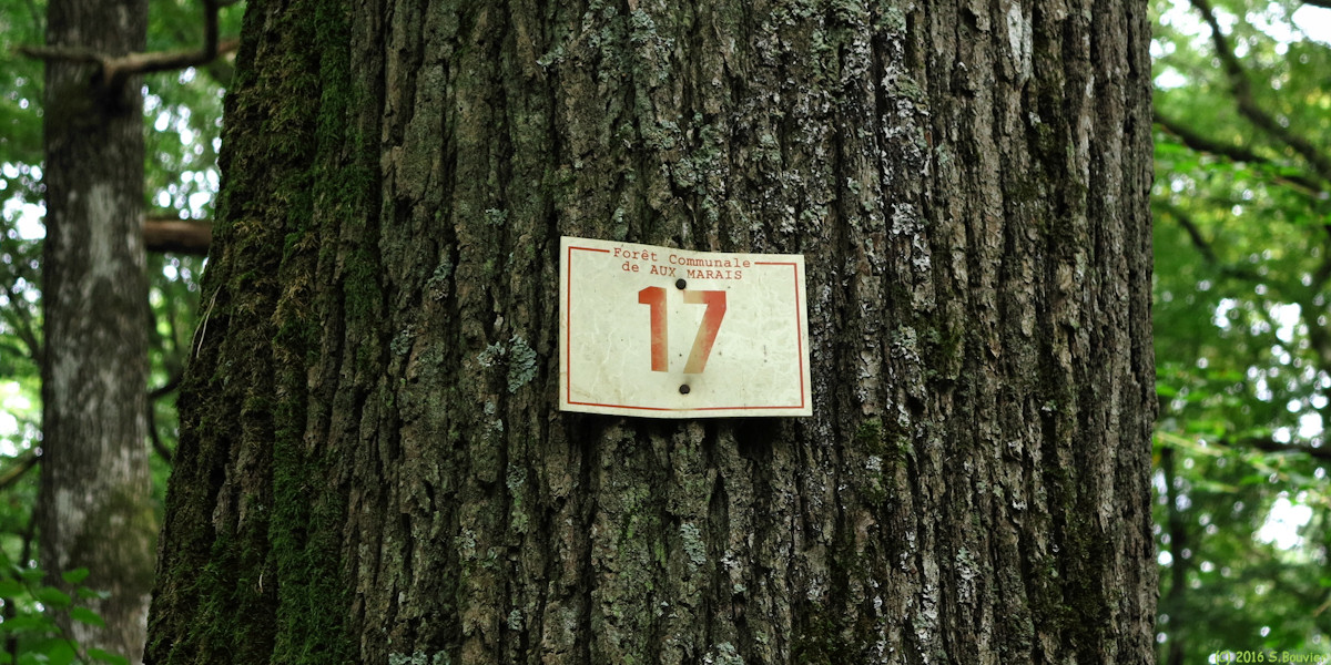 Aux Marais (Bois)