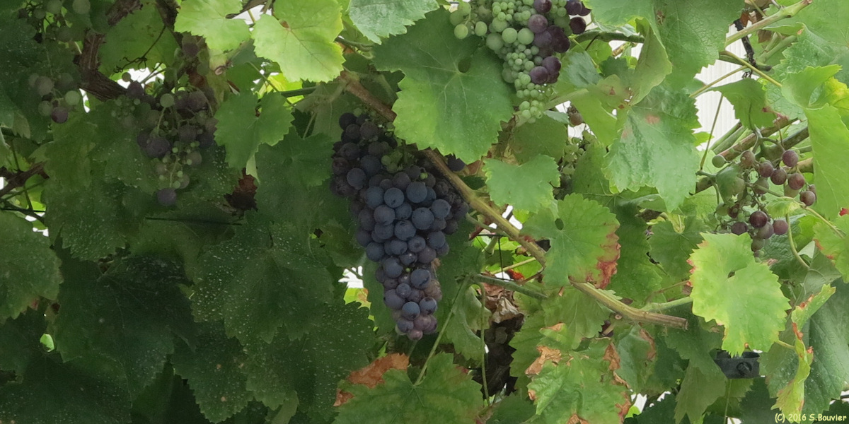 Goincourt (Raisin)