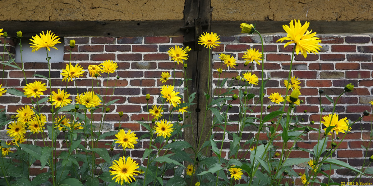 Lachapelle aux Pots (Fleurs jaunes)