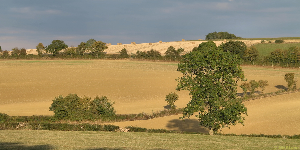 Senantes (Prairie)