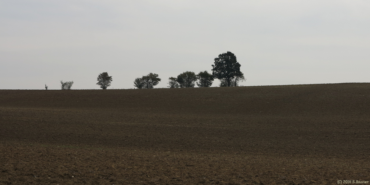 Saint Quentin des Prés (Arbres)
