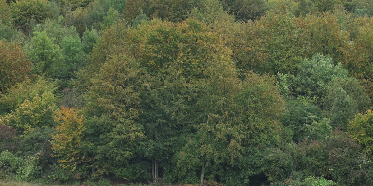 Berneuil en Bray (Bois)
