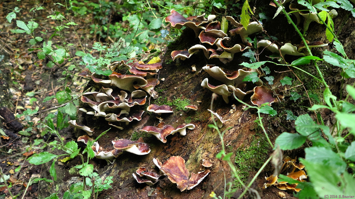 Le Coudray sur Thelle (Champignons)