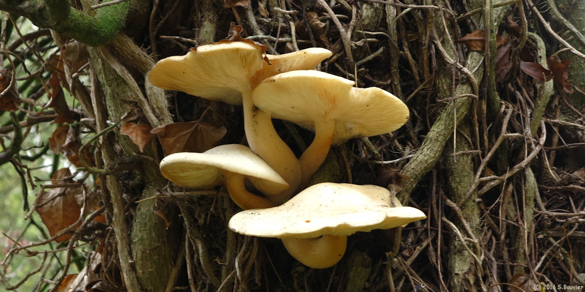 Bracquemont (Champignons)