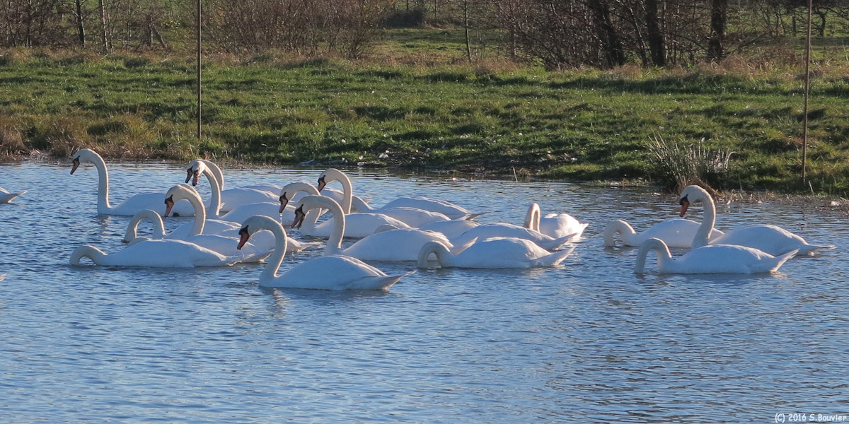 Arques la Bataille (Cygnes)
