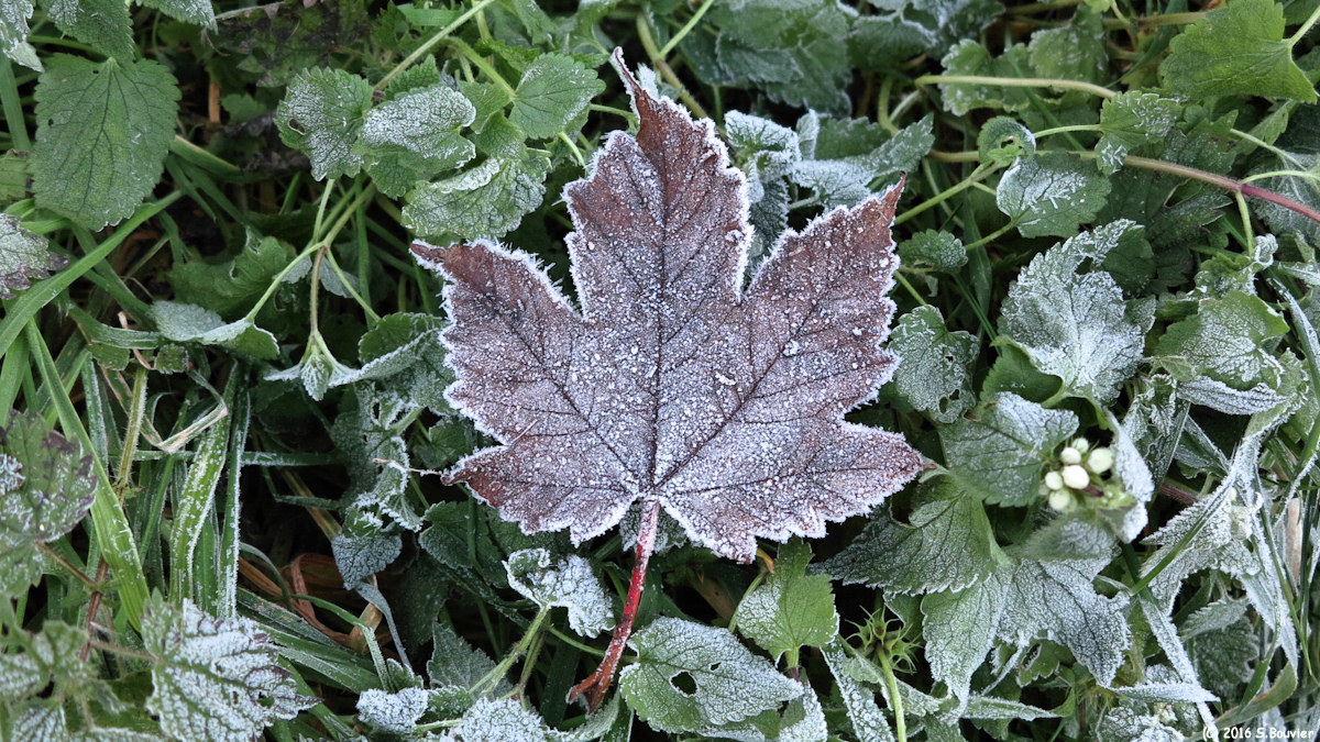 Arques la Bataille (Feuille)