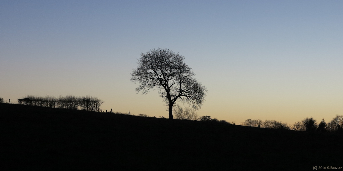 Rouxmesnil Bouteilles (Arbre)