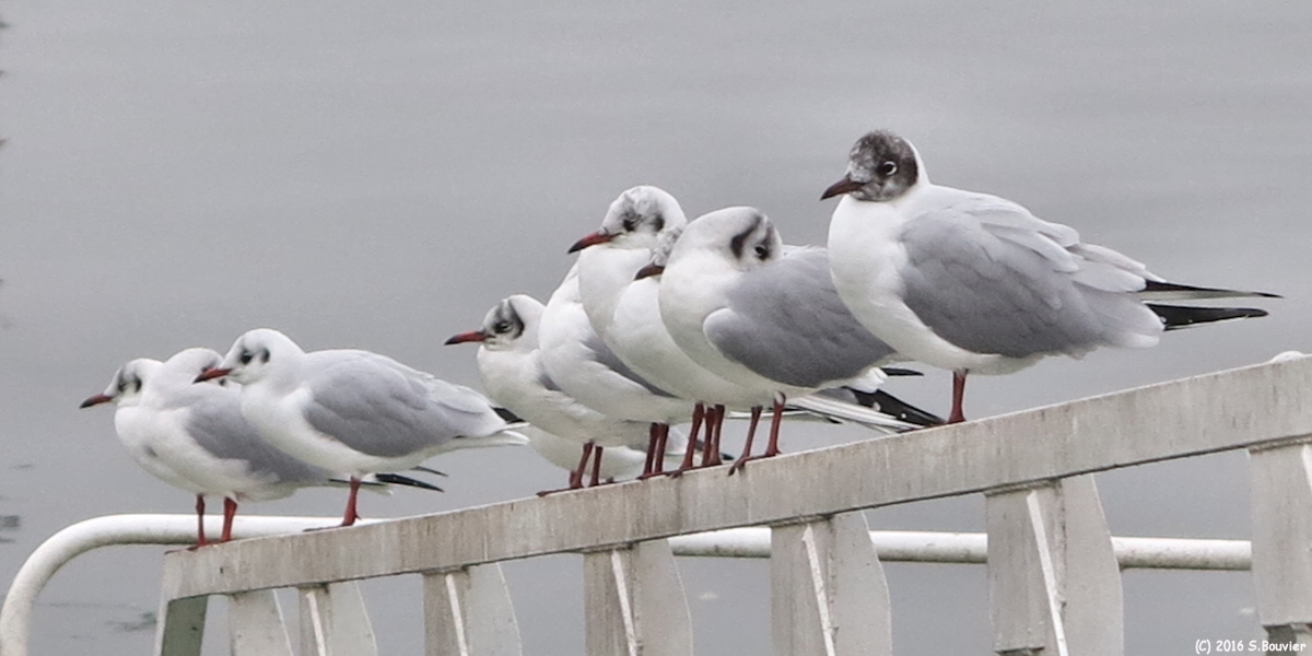 Rouen (Mouettes)