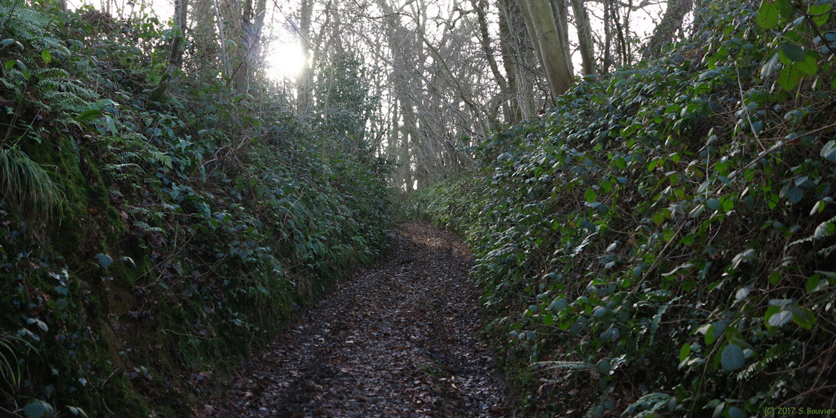 Dénestanville (Chemin 1)