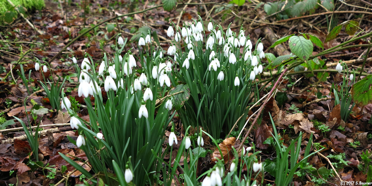 Sévis (Perce-Neige 2)
