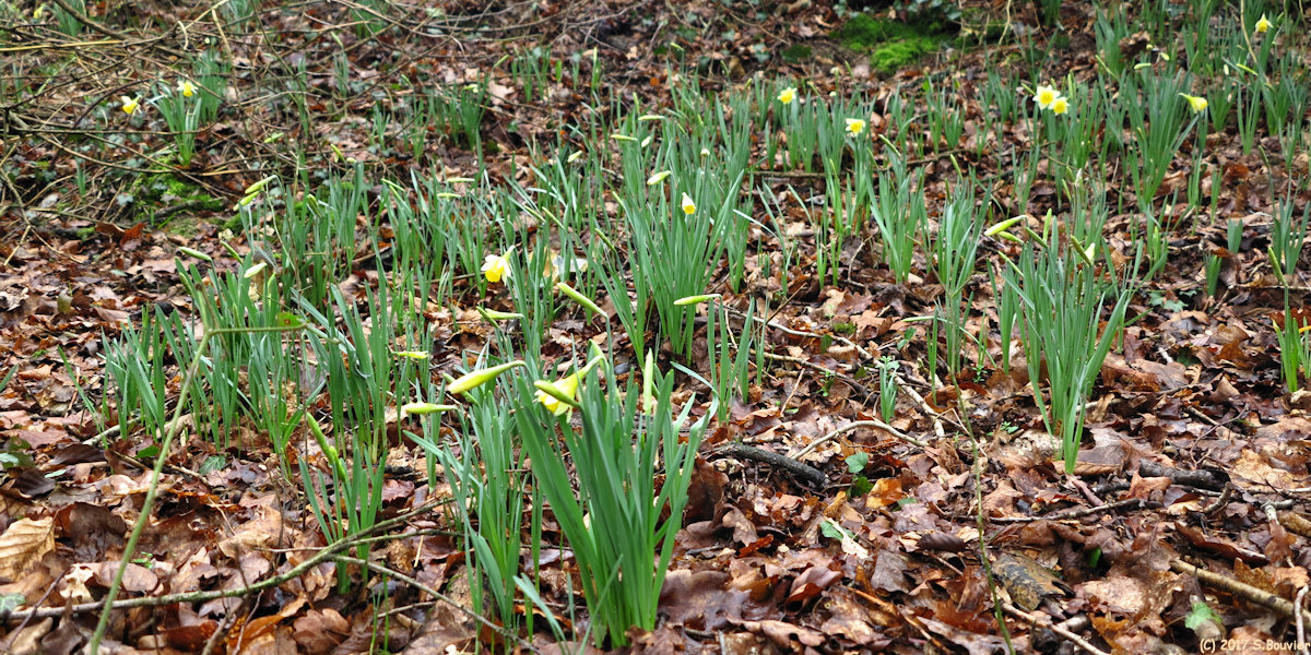 Bosc le Hard (Narcisses)