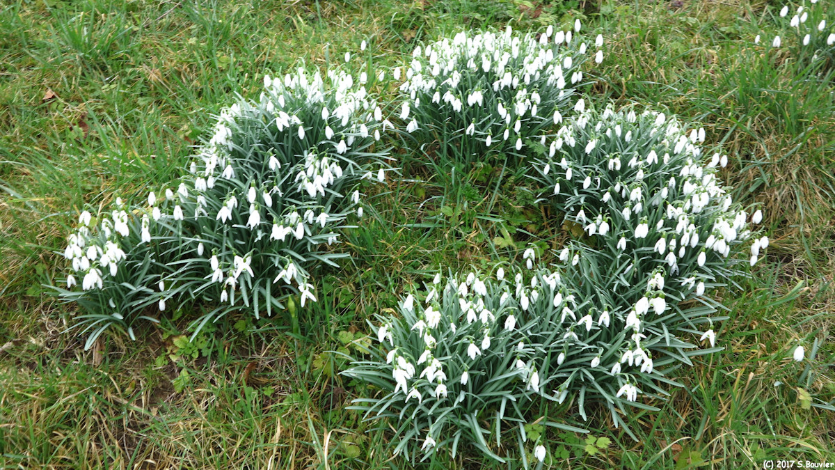 Mont-Cauvaire (Perce-Neige)