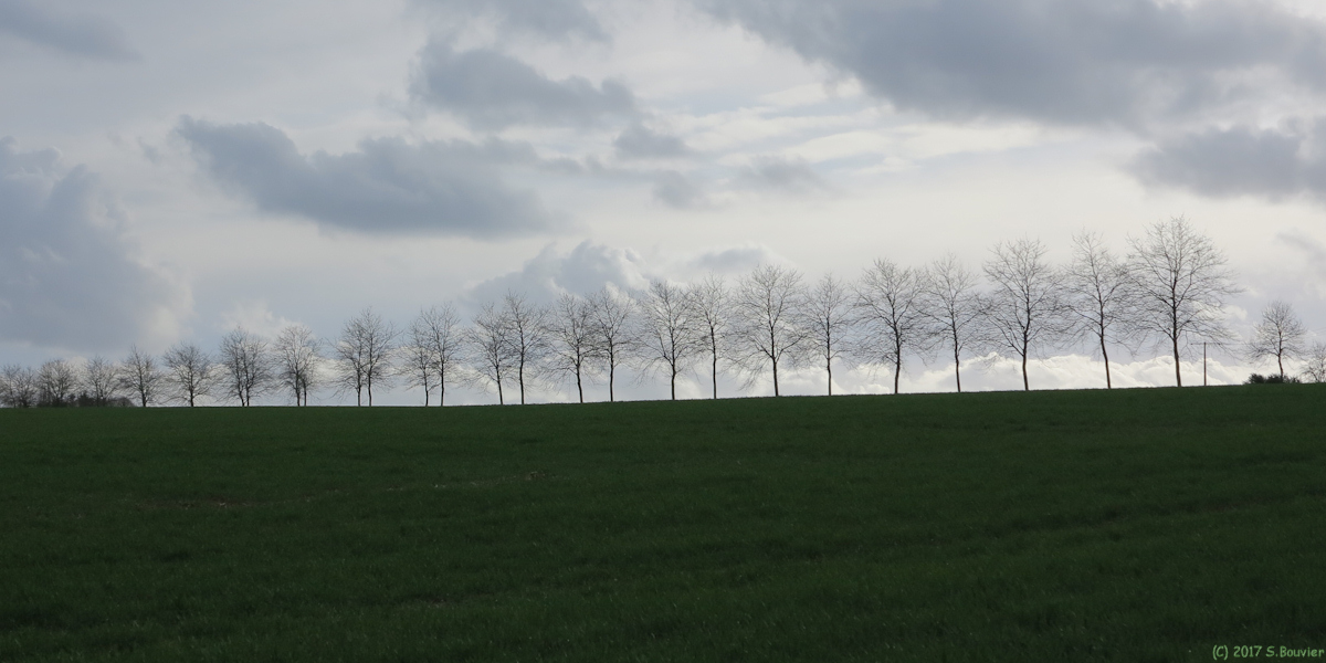 Bosc-Guérard Saint Adrien (Rangées d'Arbres)