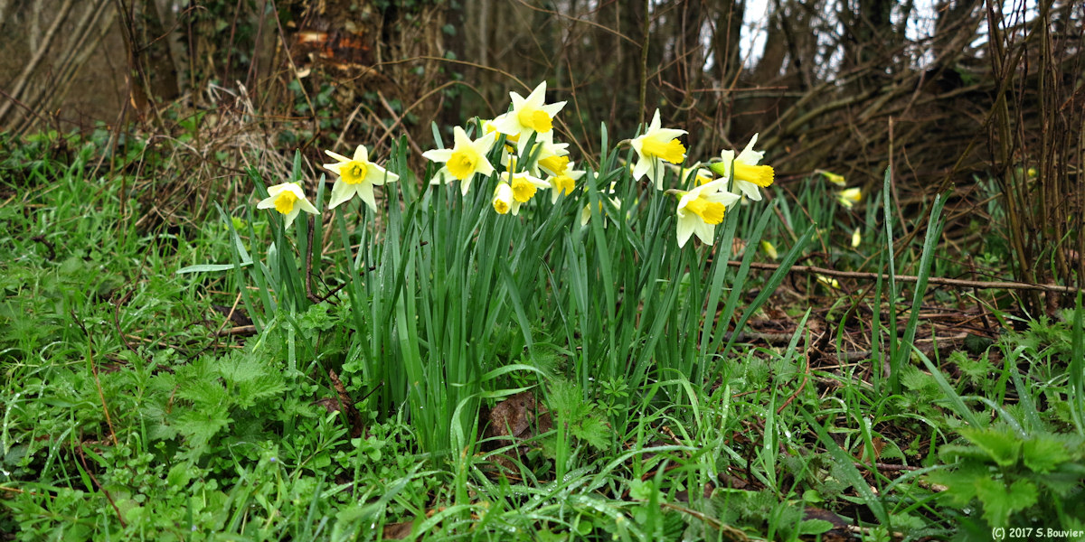 Criquetot sur Longueville (Narcisses 1)