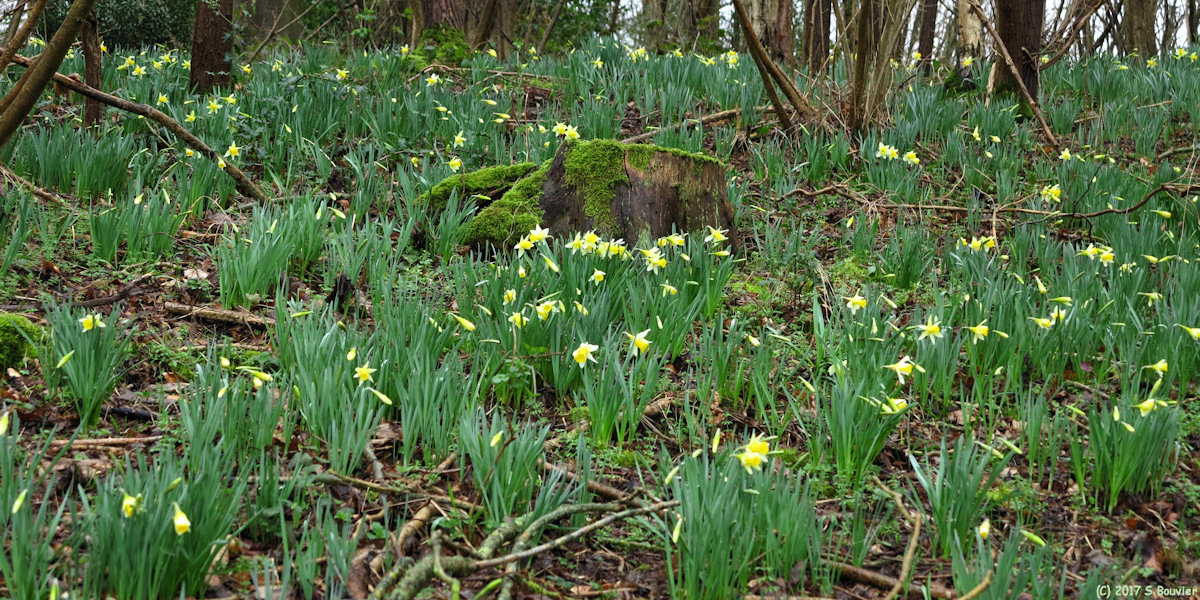 Criquetot sur Longueville (Narcisses 2)