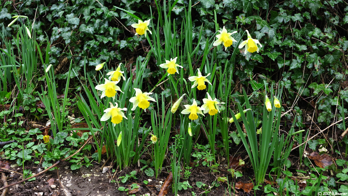 Lintot les Bois (Narcisses)