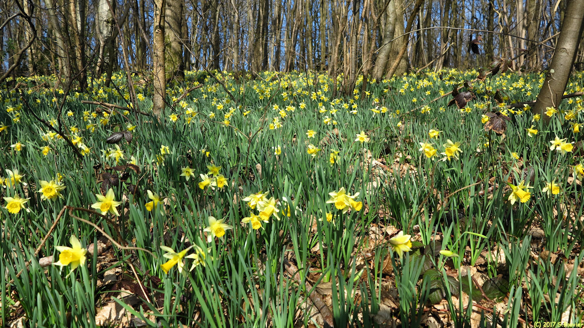 Cropus (Narcisses 1)