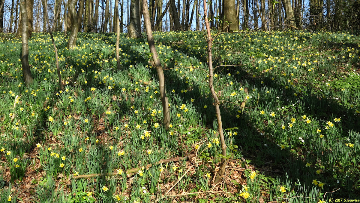 Cropus (Narcisses 2)