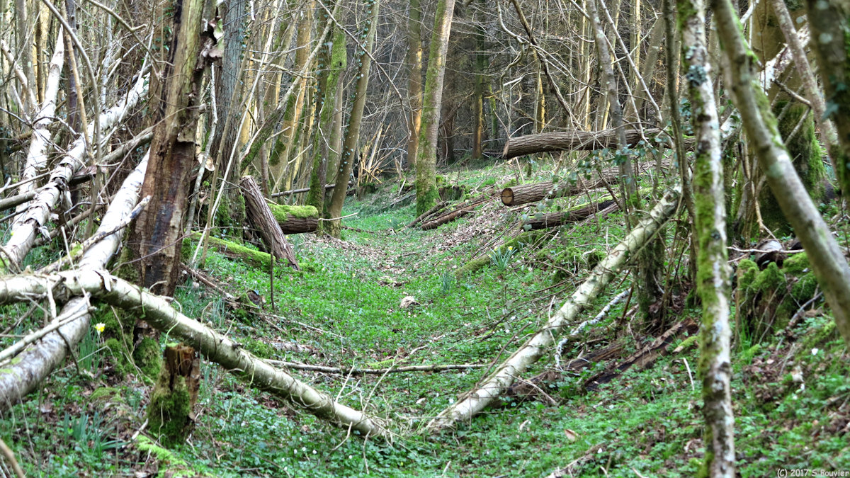 Heugleville sur Scie (Bois)