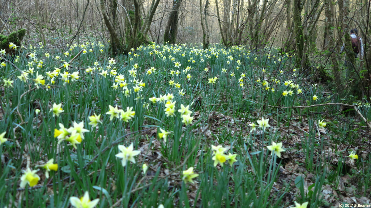Heugleuville sur Scie (Narcisses)
