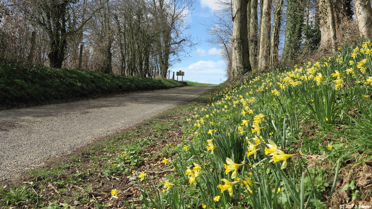 Bracquetuit (Narcisses)