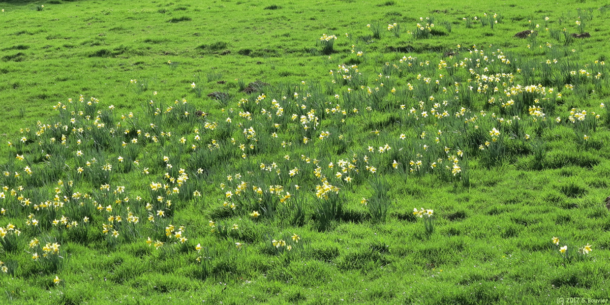 Etaimpuis (Narcisses)