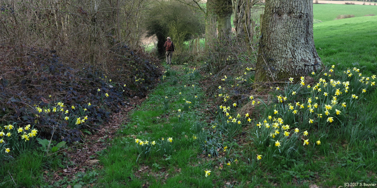 Vassonville (Narcisses)