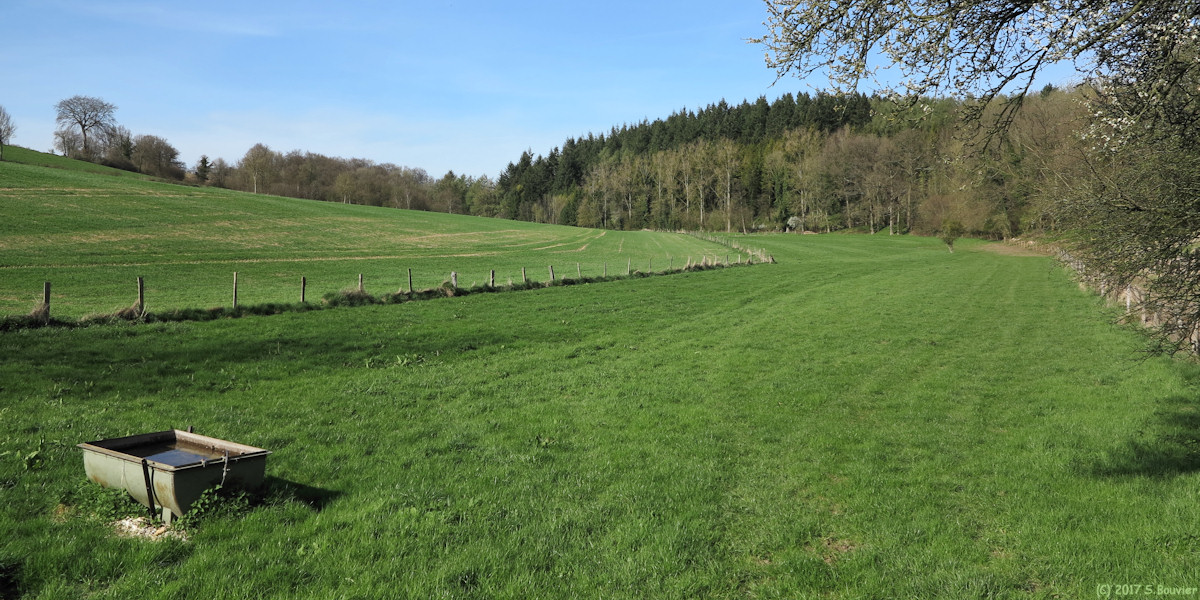 Sévis (Fond)