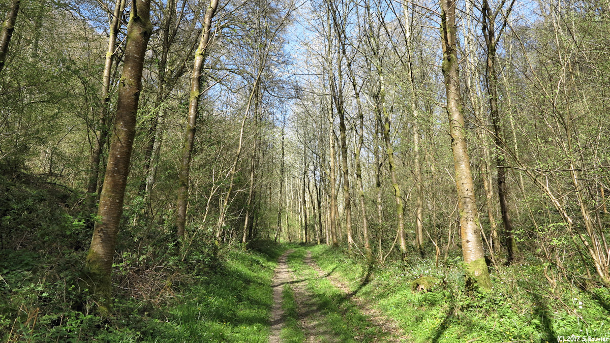 La Houssaye Béranger (Chemin)