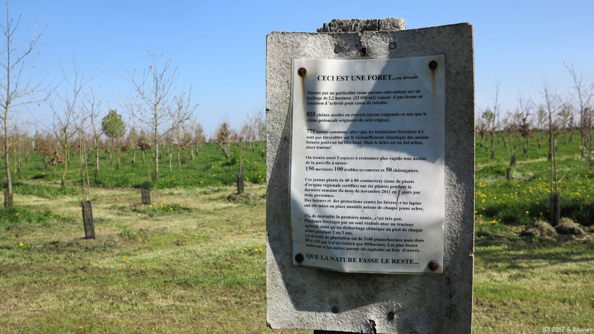 Clères (Plantation)