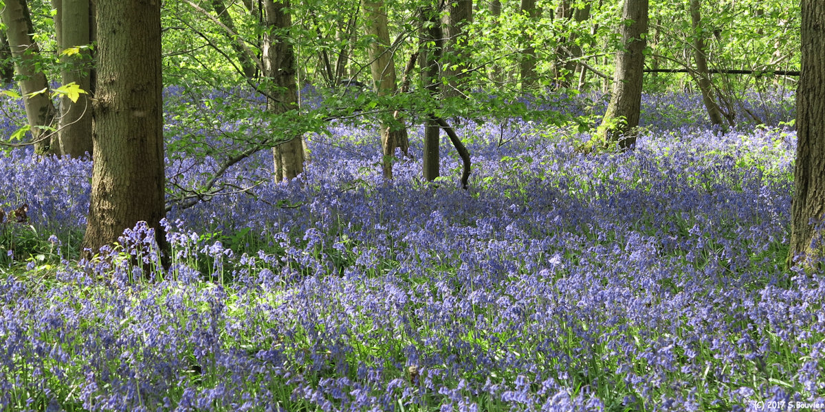 Anceaumeville (Jacinthes des Bois)