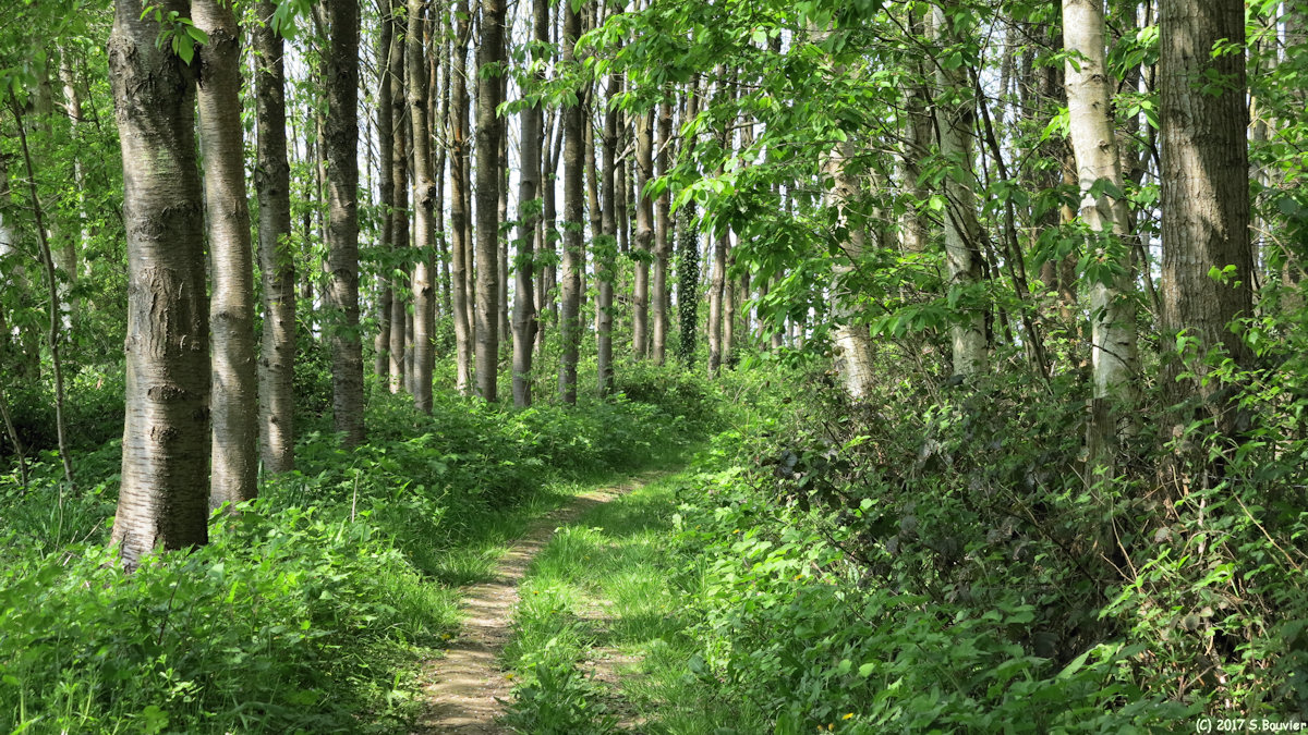 Anceaumeville (Chemin 4)