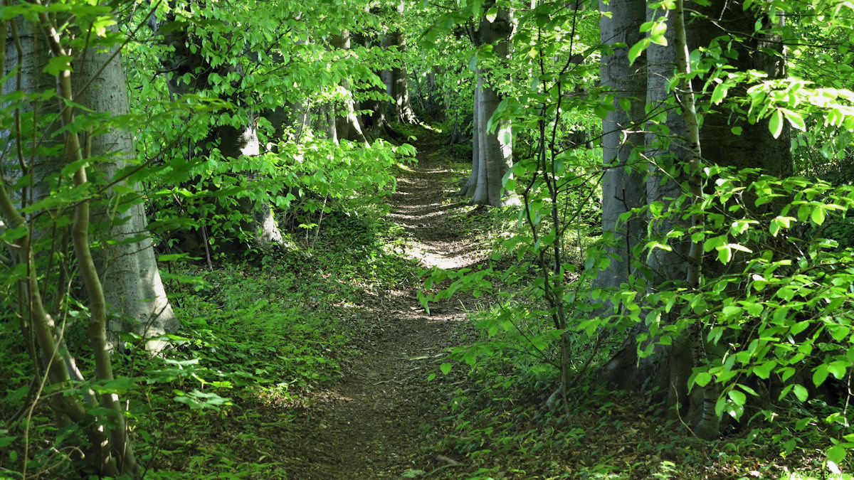 Saint André sur Cailly (Chemin)