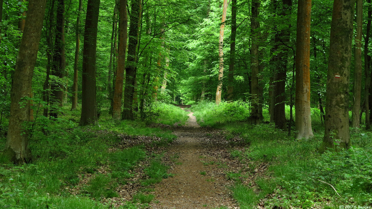 Forêt Verte (Chemin)