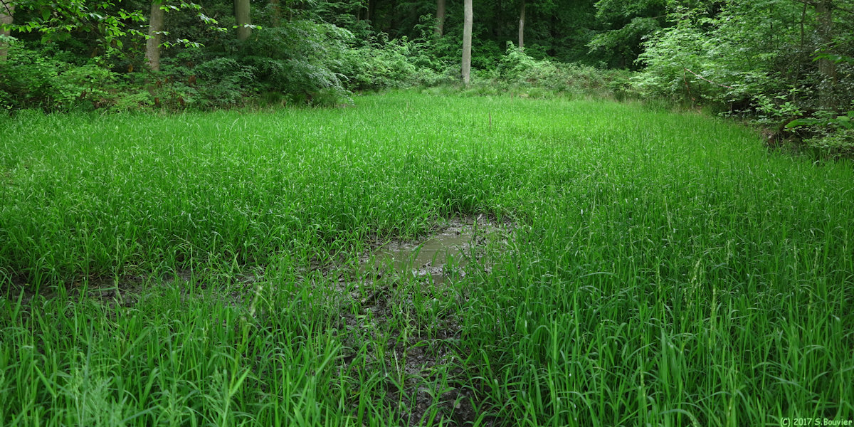 Forêt de Roumare (Zone humide)