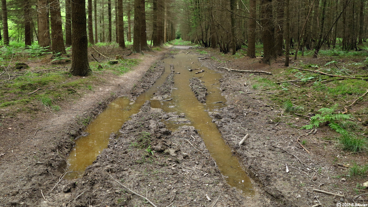 Forêt de Roumare (Chemin)