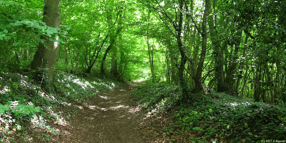 Notre Dame de Bondeville (Chemin)