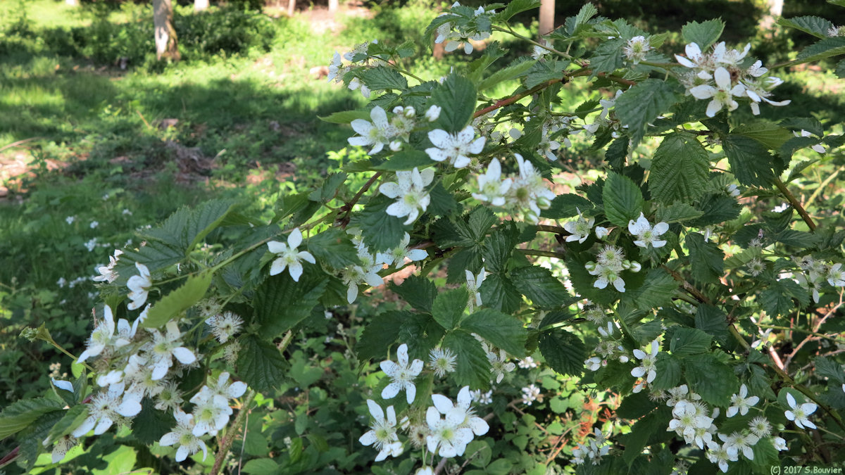 Forêt de la Muette (Ronces)