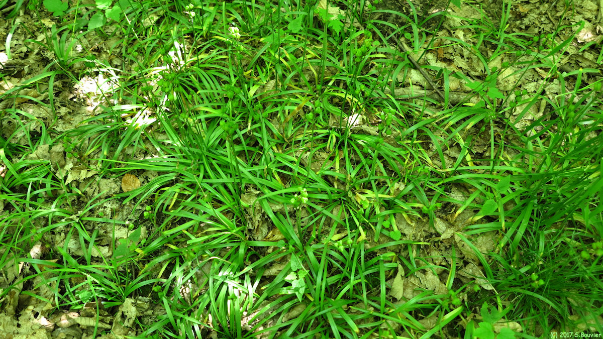 Forêt de la Muette (Jacinthes)