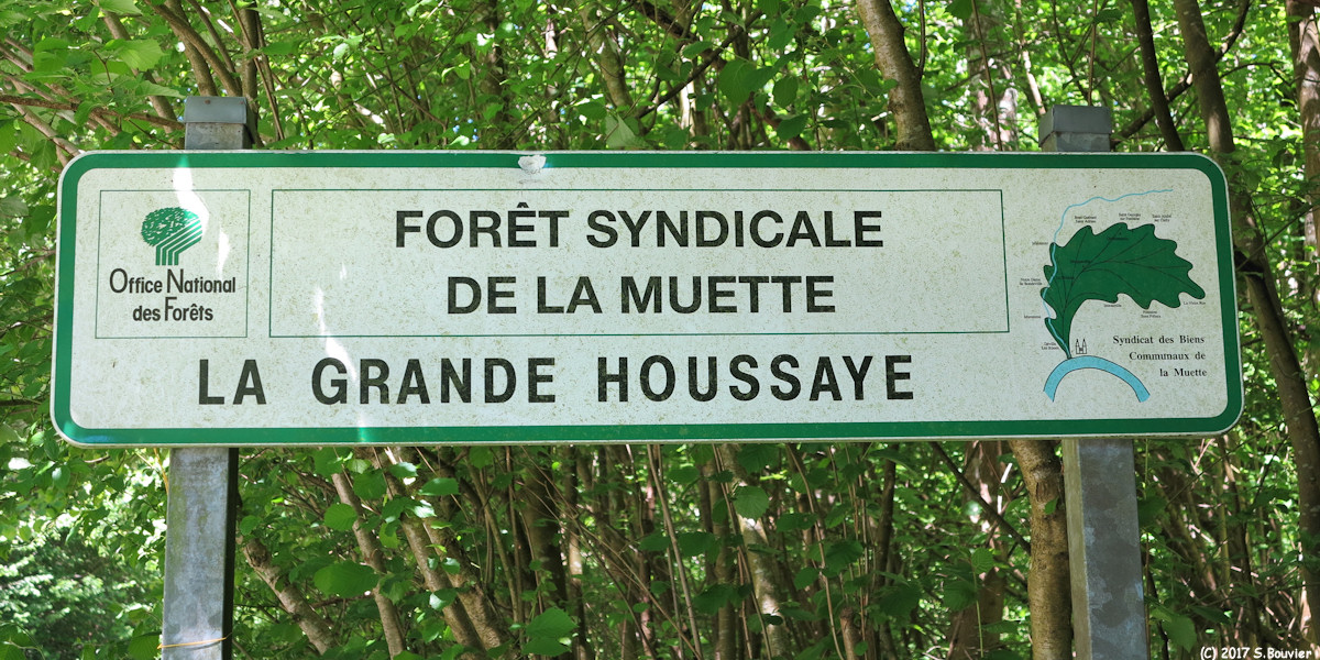 Forêt de la Muette (Panneau 1)
