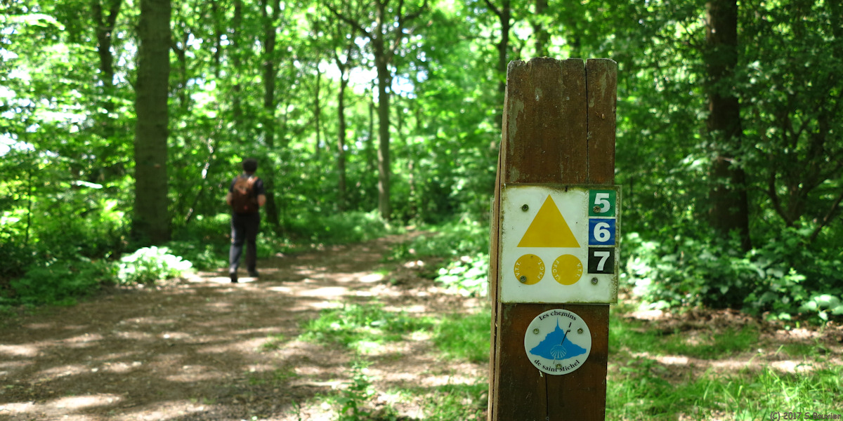 Forêt de Roumare (Chemin 1)