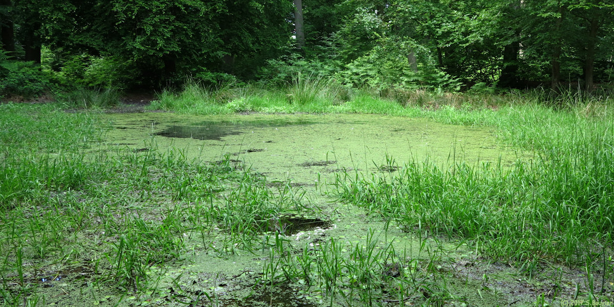 Forêt de Roumare (Mare)