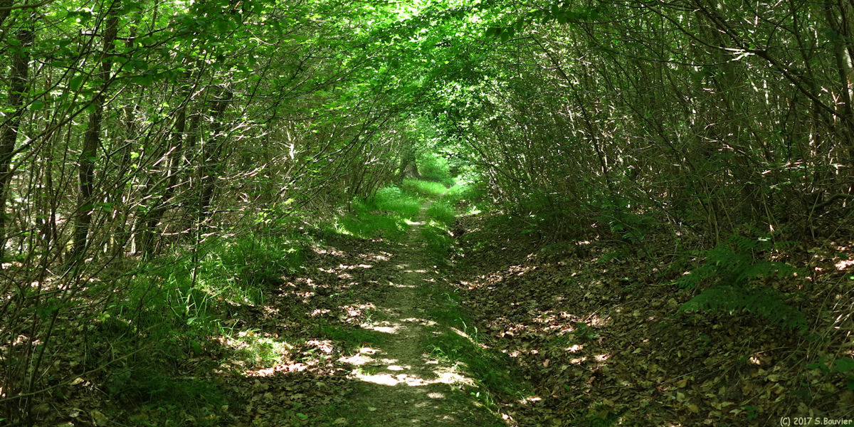 Forêt de Roumare (Chemin 2)