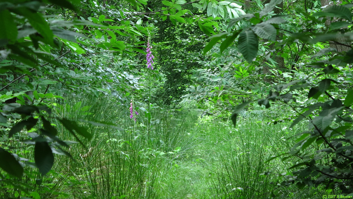 Forêt de la Muette (Digitales)