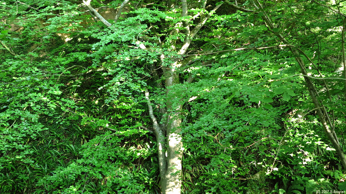 Varengeville sur Mer (Arbre)