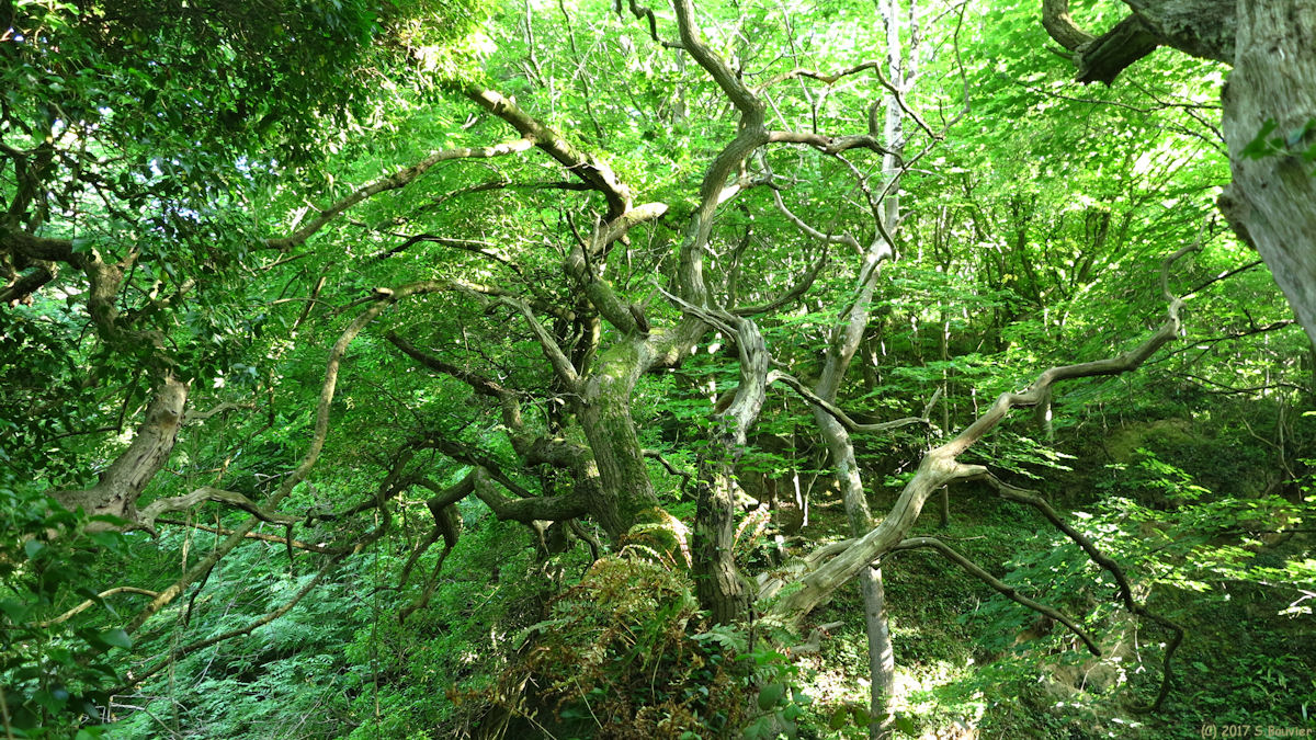 Varengeville sur Mer (Branches)