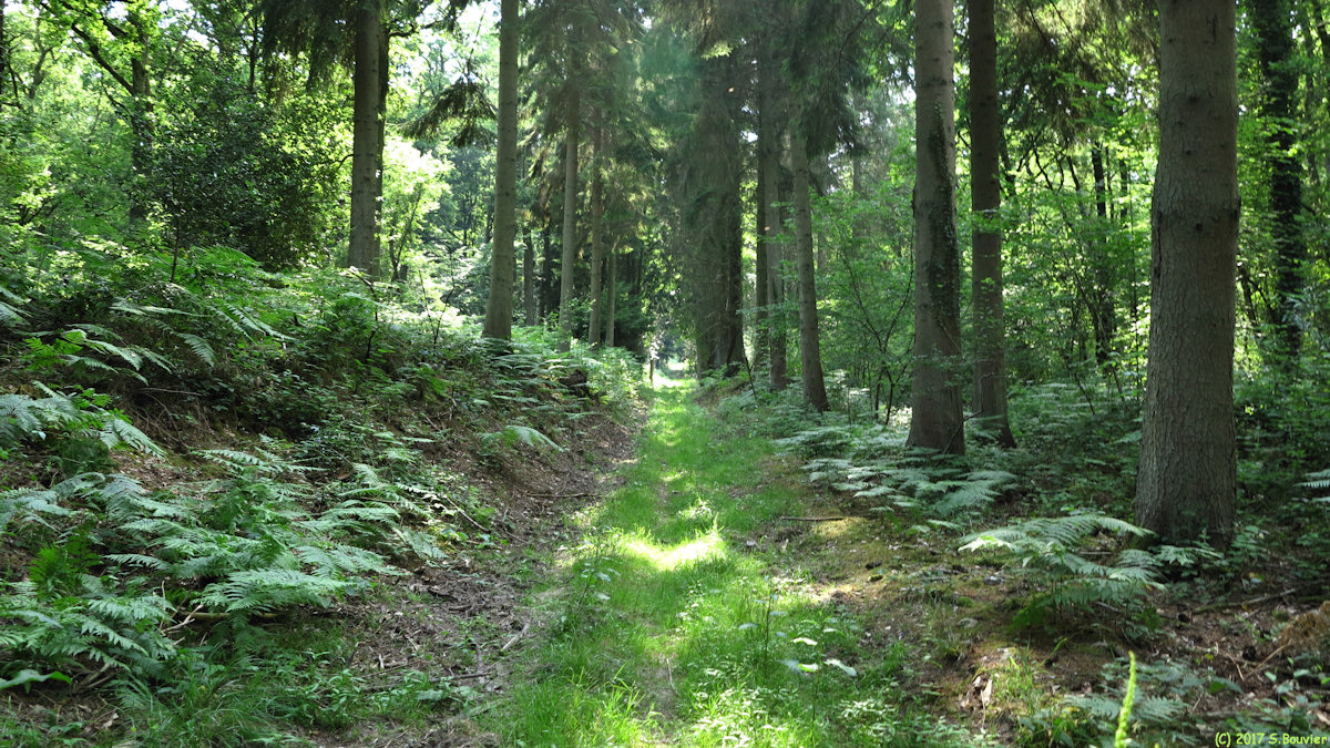 Saint Jacques sur Darnétal (Chemin)