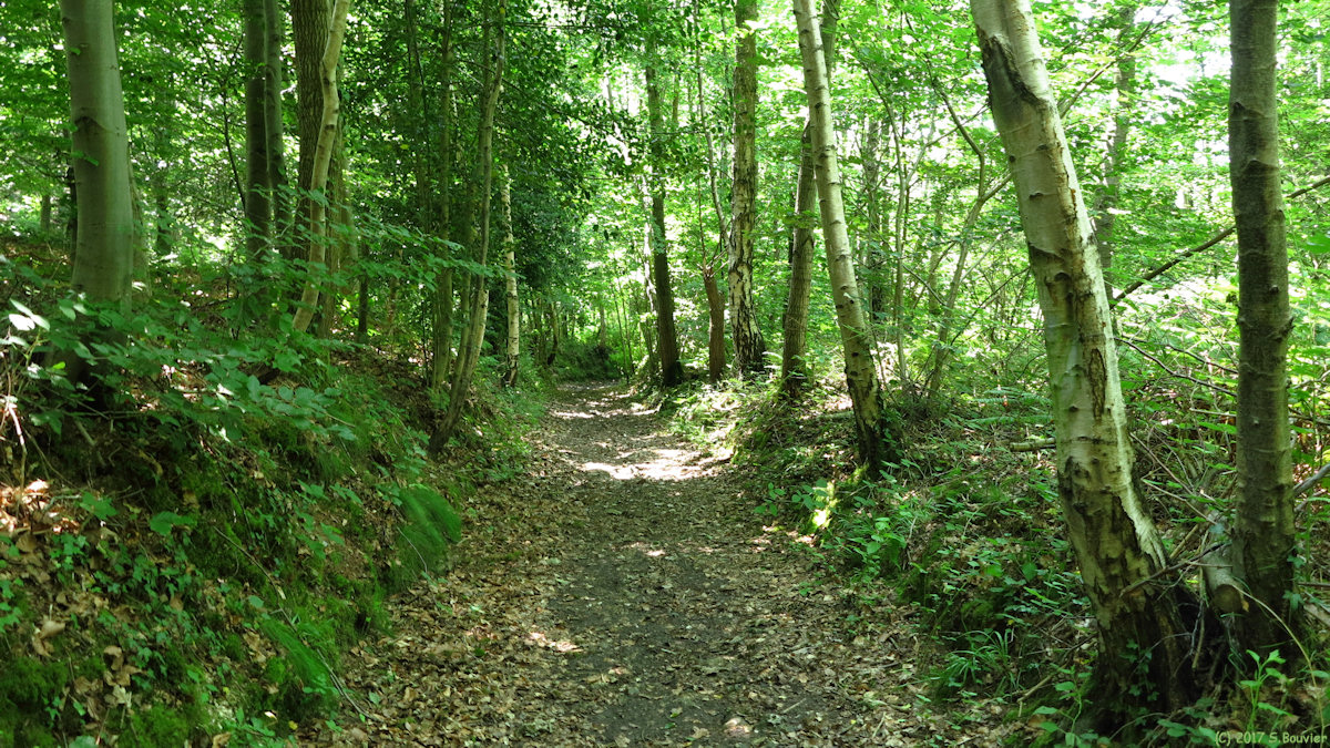 Saint Martin du Vivier (Chemin 1)
